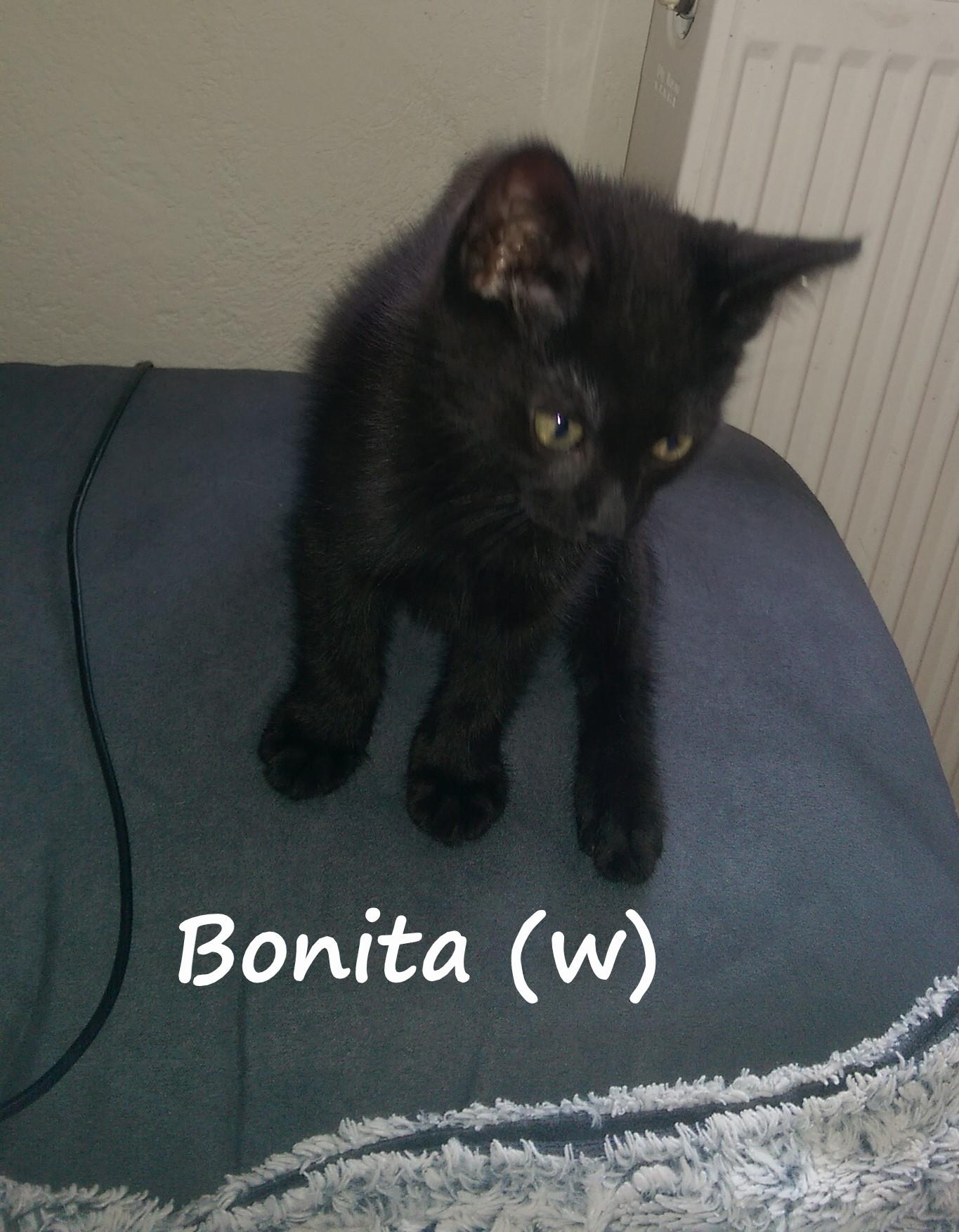 - Bonita