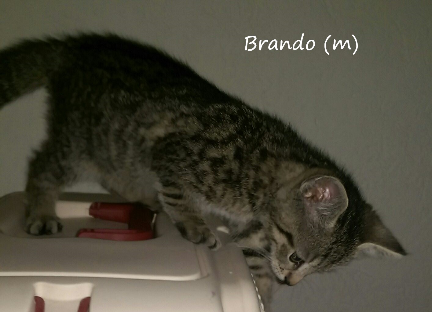 - Brando